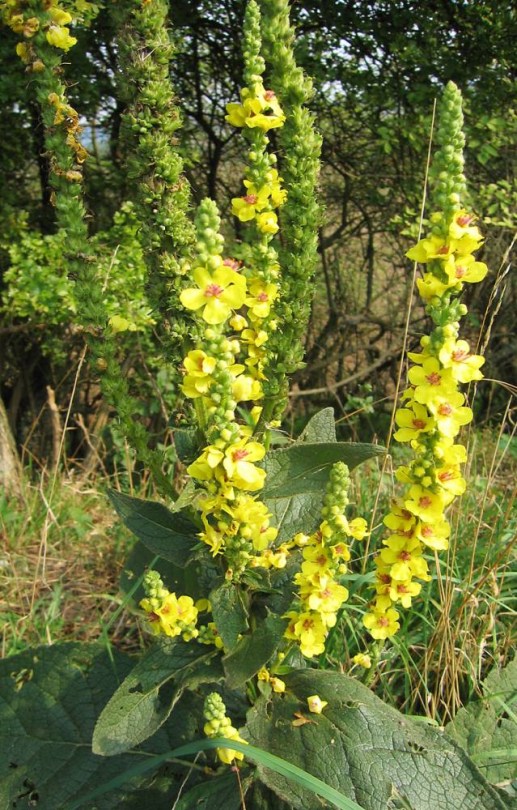 Dunkle Königskerze, Verbascum nigrum, etnobotanika
